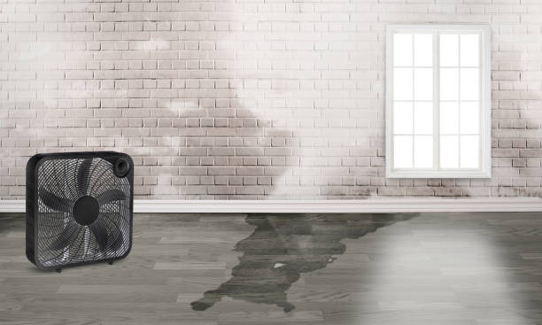 Best Basement water damage restoration  in Old Brookville, NY